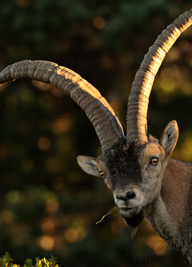 Capra pyrenaica hispanica [550 mm, 1/320 Sek. bei f / 9.0, ISO 1600]